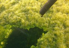 جلبک های و باکتری های موجود در آب